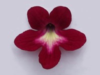 (image for) Streptocarpus - Texas Hot Chili
